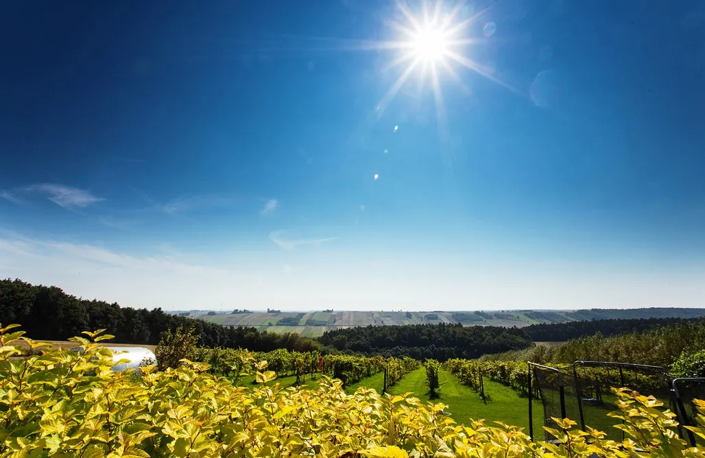 Pole Namiotowe Wisła Miejsce kamperowe i namiotowe - Winnica Dosłońce 3