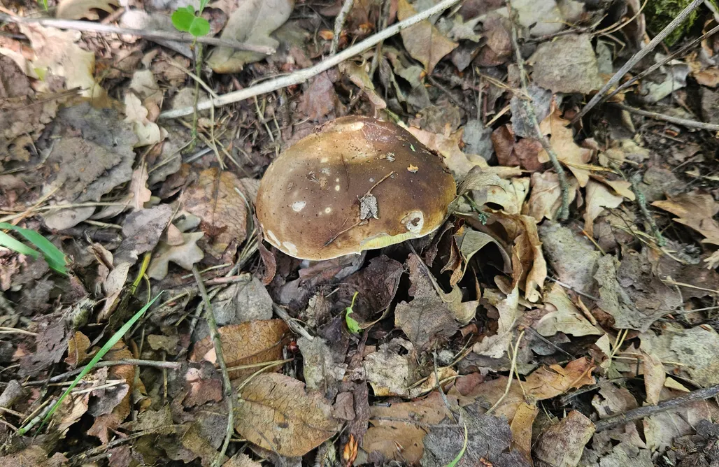 Pole Namiotowe Zakopane Miejsce kamperowe i namiotowe - Hopsolandia 1