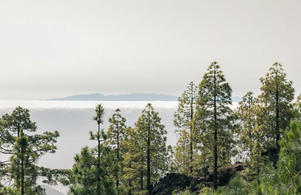 Wakacje Teneryfa Finca Ecológica Ferrera. Alojamiento Rural.  3