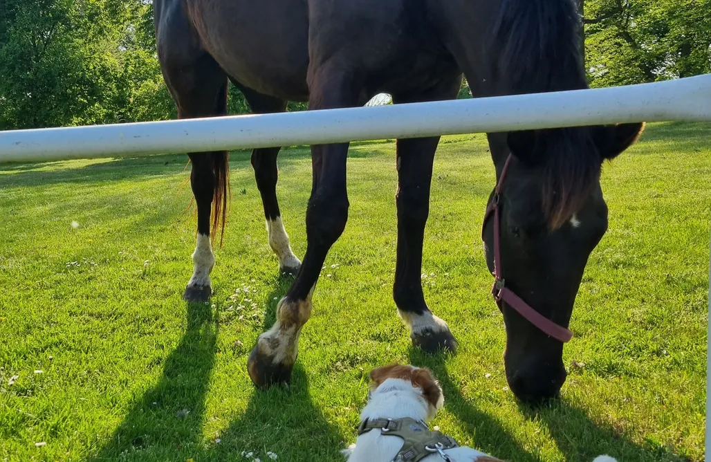 AlohaCamp accommodation Agroturystyka pod Jeleniem 1