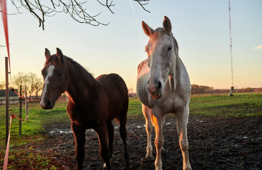 noclegi AlohaCamp Miejsce kamperowe - Stajnia i Agroturystyka na Wzgórzu 3