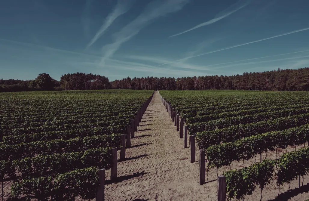 Alloggi AlohaCamp Apartamenty w Winnicy | Winnica Milsko 5