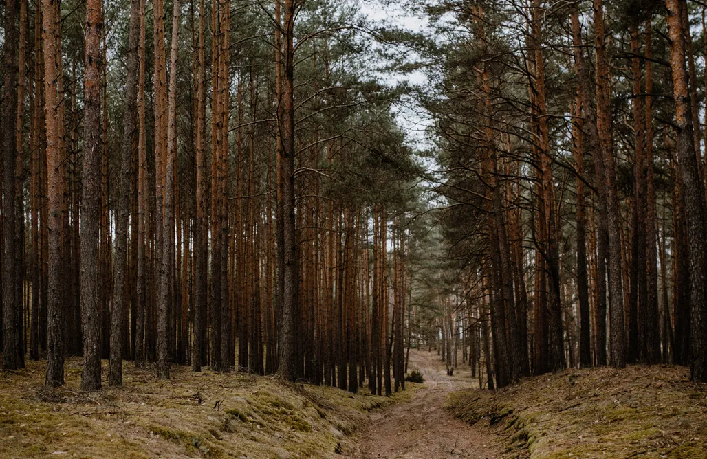 AlohaCamp Brzozówka 1