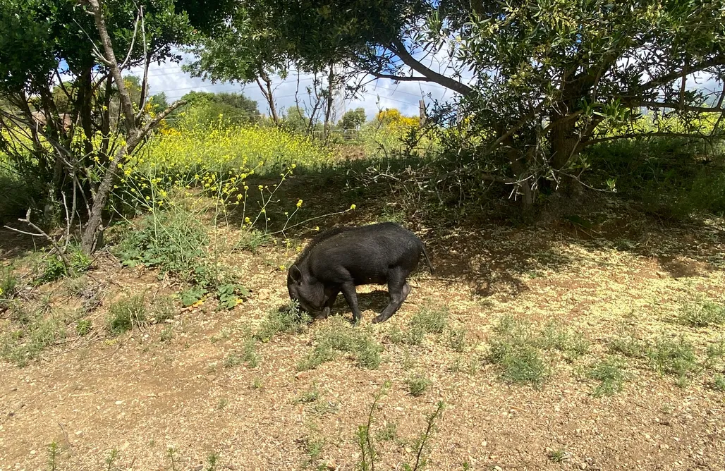 alojamientos AlohaCamp Casita Container con opción a caravana Vintage 1