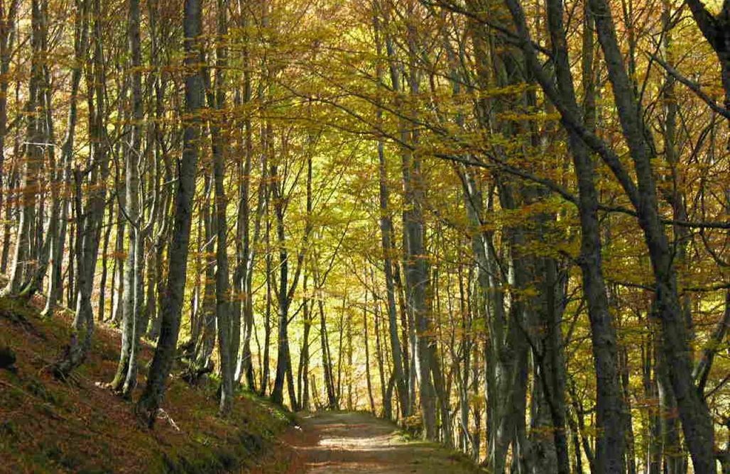 alojamientos AlohaCamp Amplísima Suite en Picos de Europa 1