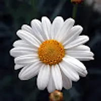 Gabriela użytkownik