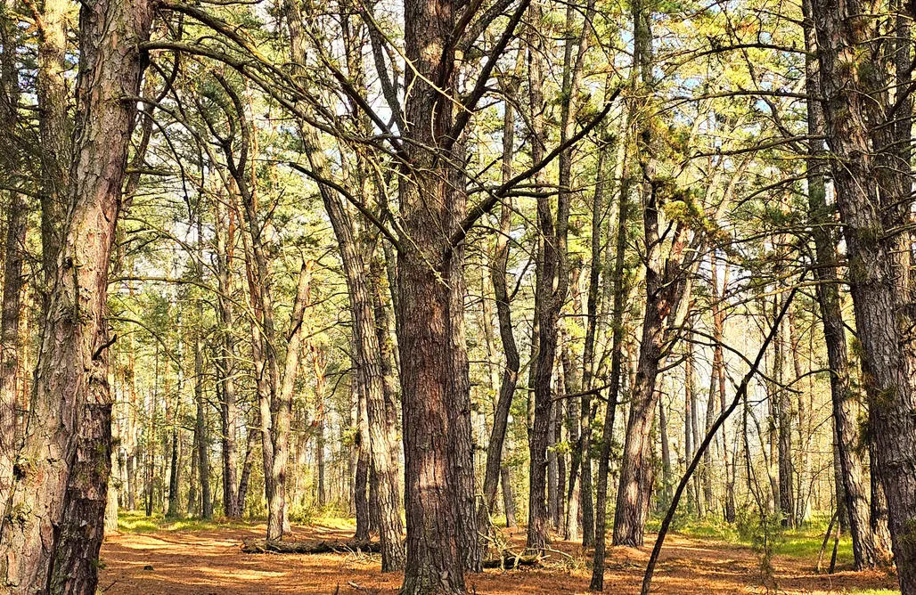 AlohaCamp Ranczo Przyłęk 1
