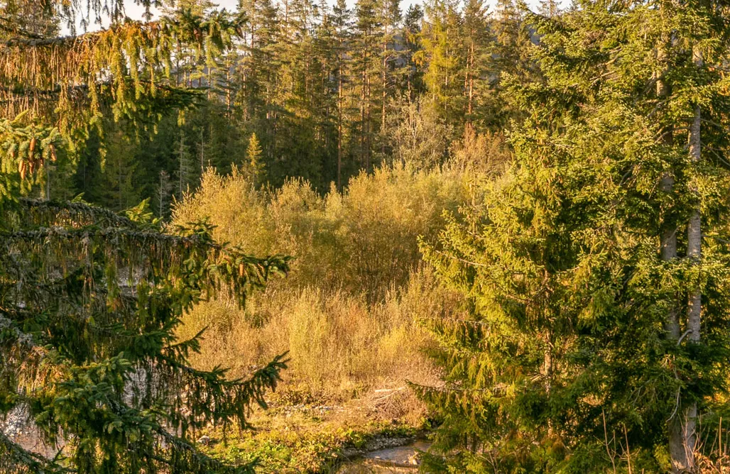 AlohaCamp accommodation Leśniczówka u Zięby 5