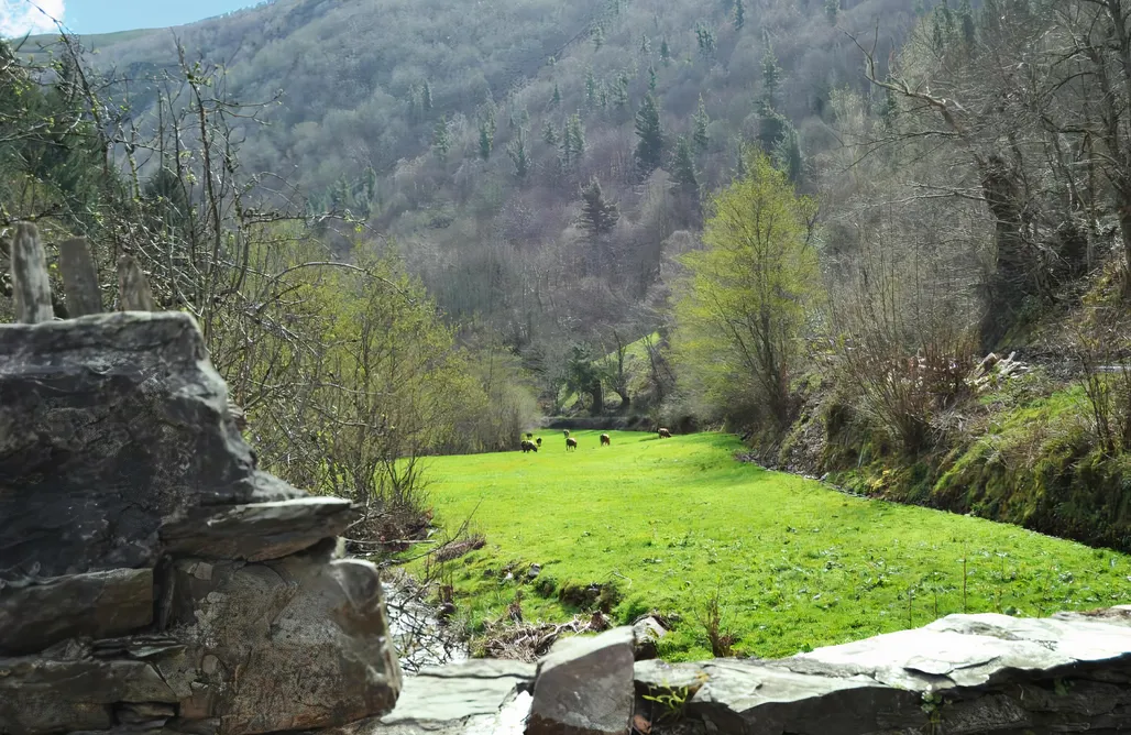 AlohaCamp Habitación Doble - Con terraza 1