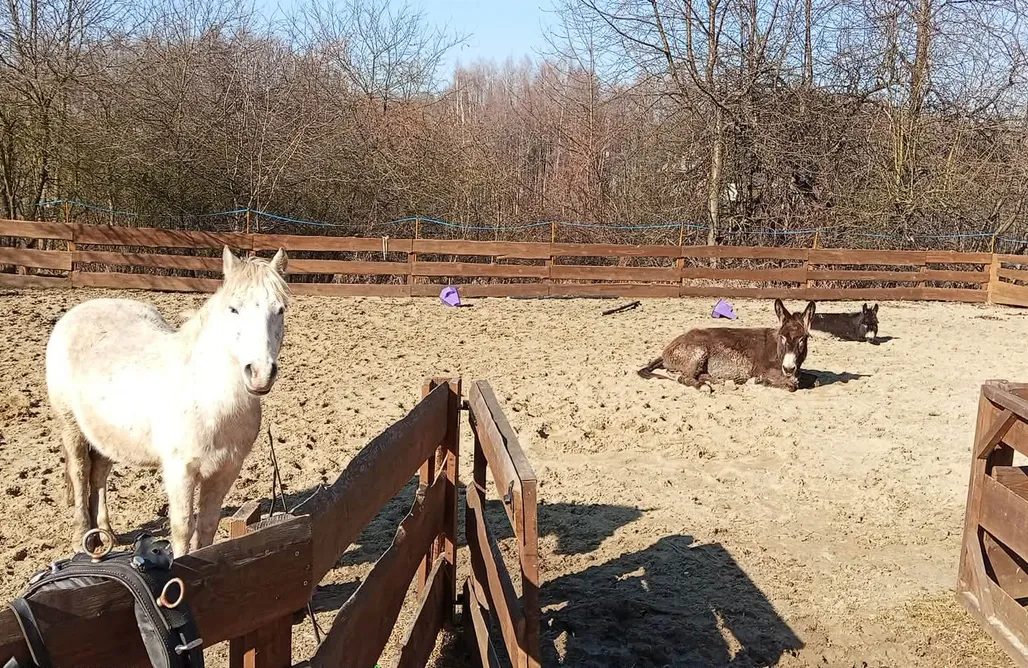 AlohaCamp Agroturystyka Mini Zoo Domek 1