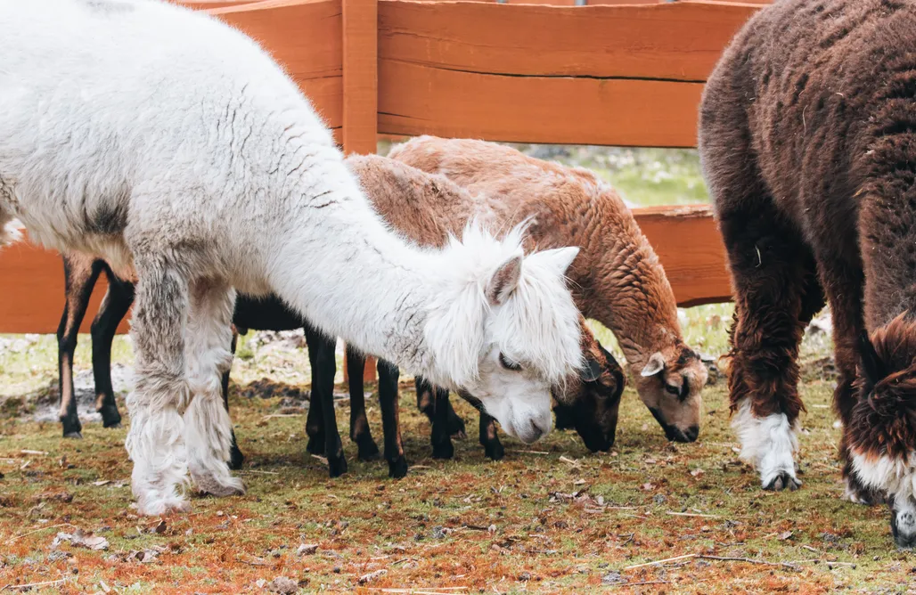 alojamientos AlohaCamp Ranczo Targówka - Glampy z balią wśród natury 3