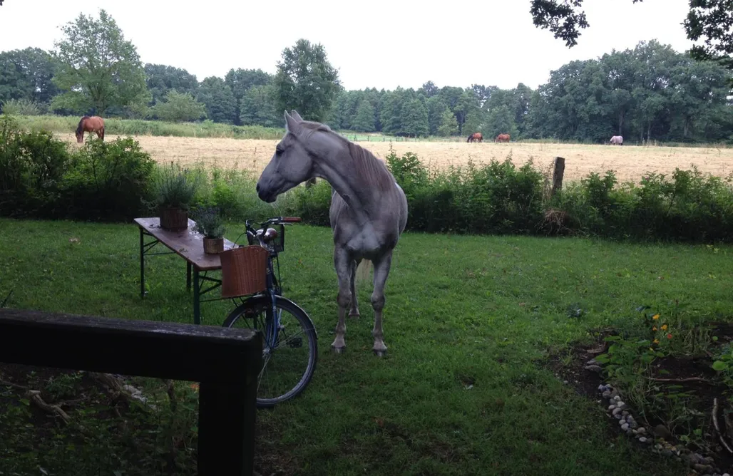 Hütte Im Wald Mieten Lübeck Blockhütte 35 km nördlich von Hamburg 1