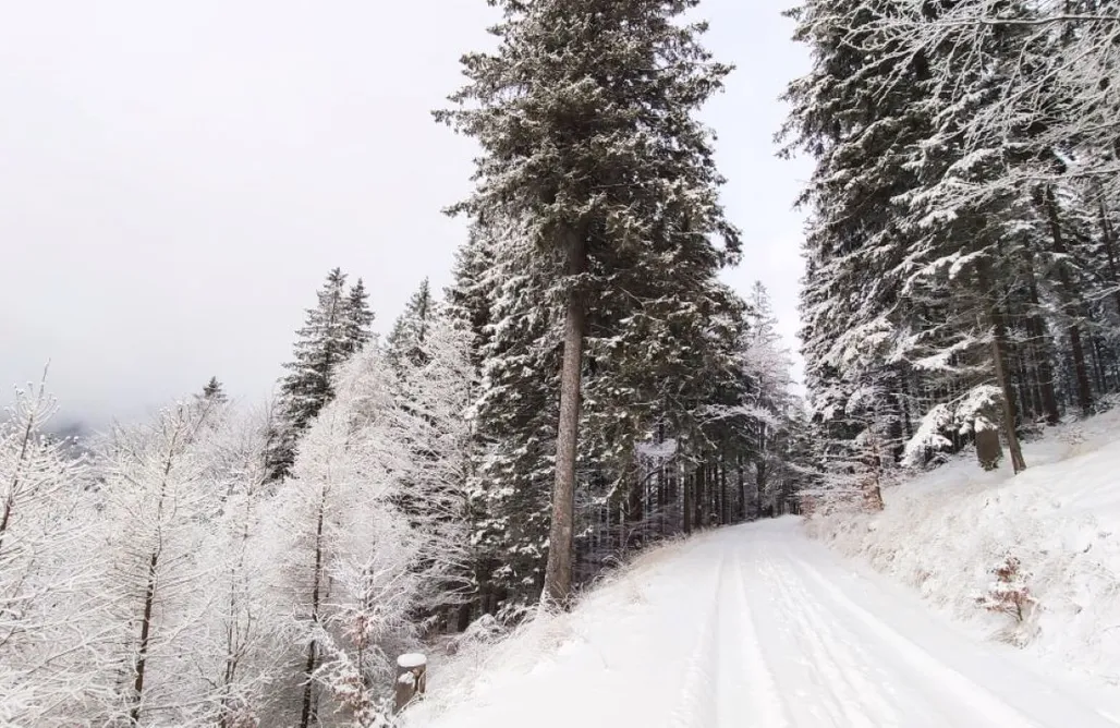 AlohaCamp Janowa Chata 1