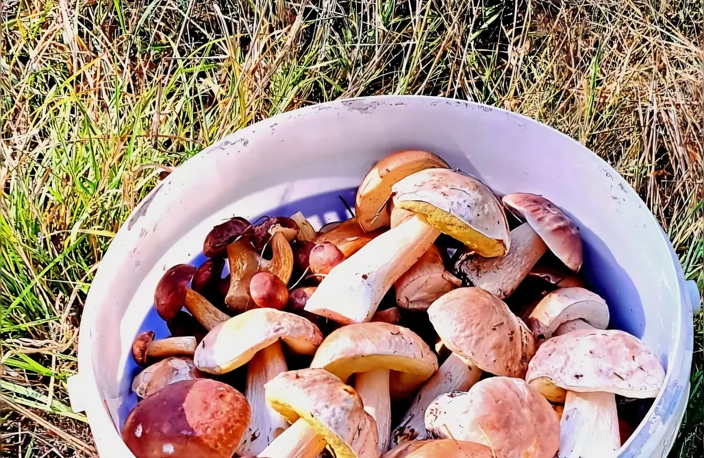 noclegi AlohaCamp U Aleksa 1