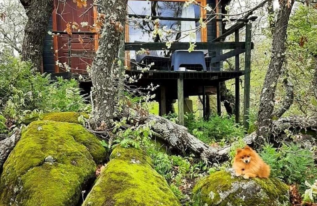 AlohaCamp accommodation Cabaña Musgo 2