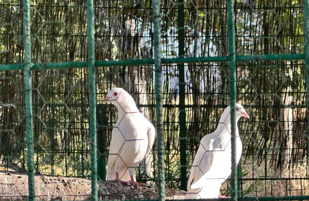 Majorka Last Minute Chozos Rurales Berlanga 1