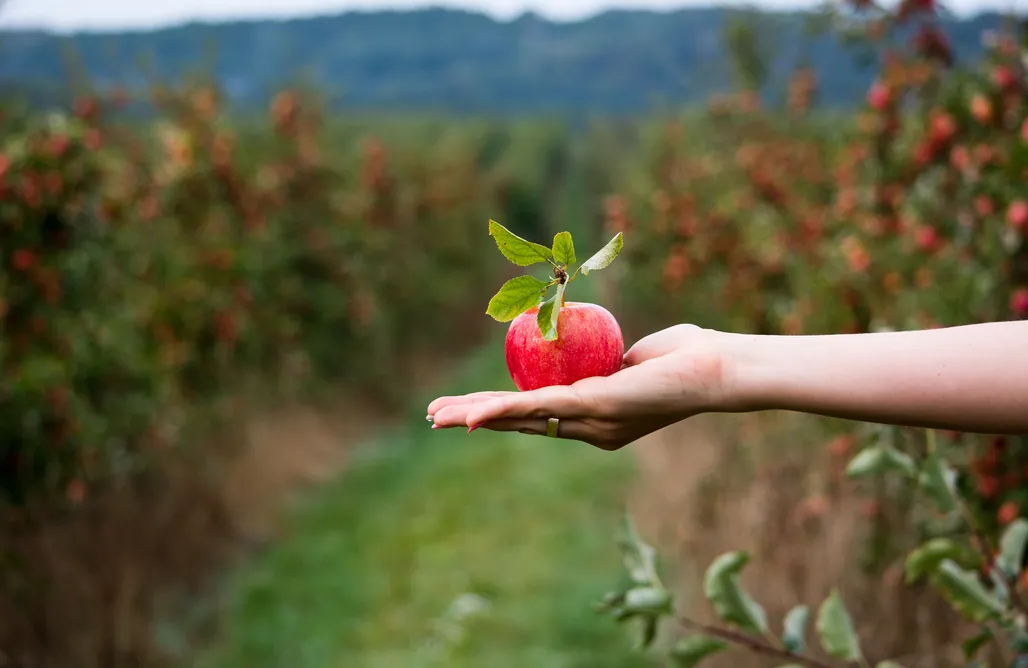 Pole namiotowe lubelskie Miejsce kamperowe - Pod Jabłonią 2