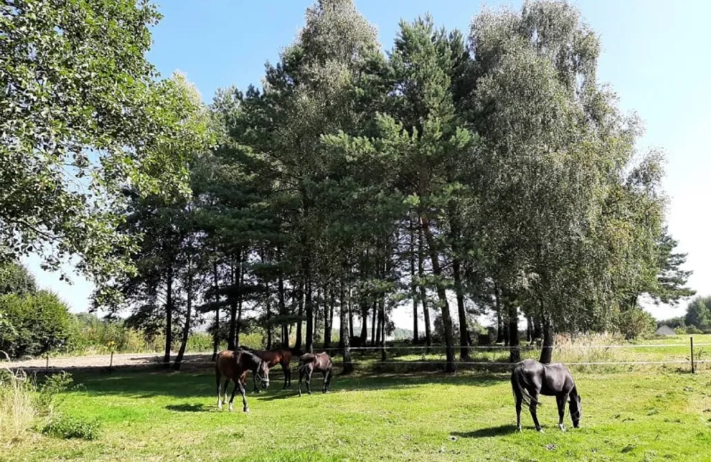 AlohaCamp accommodation Miejsce kamperowe i namiotowe - Stadnina Pod Lasem 2