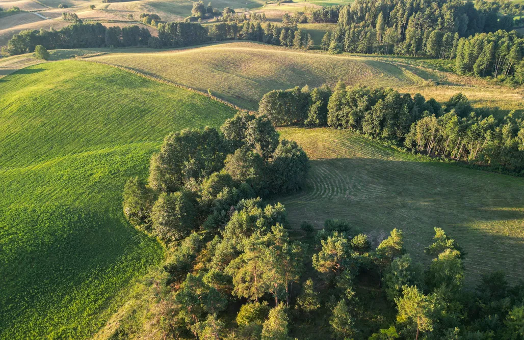 AlohaCamp Leśna Dolina Domek na drzewie 1