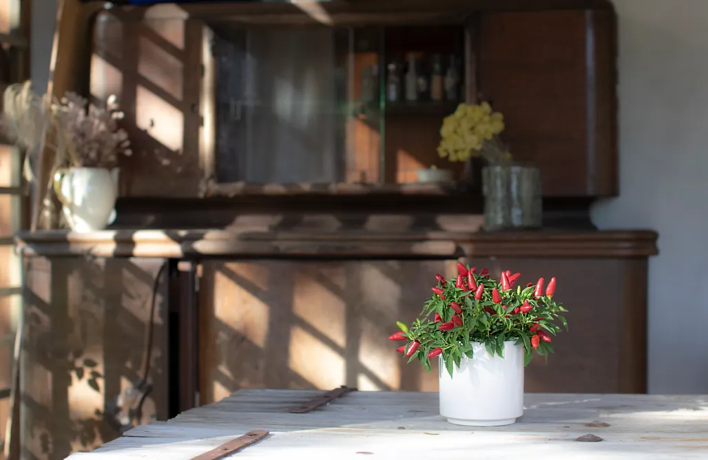 Unterkunft AlohaCamp Dom W Trawie 3