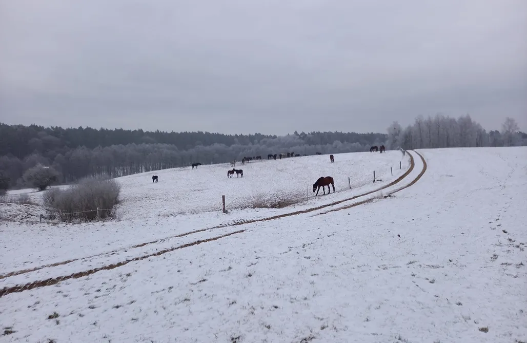 noclegi AlohaCamp Miejsce kamperowe - Pajtuński Młyn 1