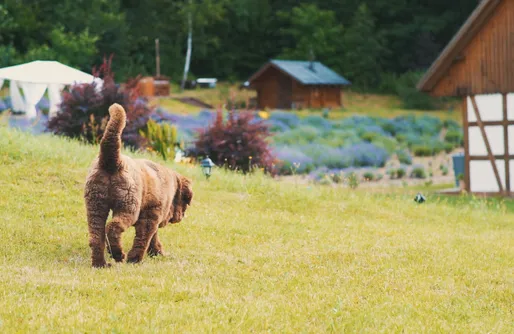 Zdjęcie obiektu Lawendowa Osada