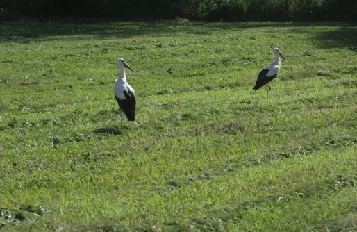 Zdjęcie obiektu Miejsce kamperowe - Winnica Węgrzyn 