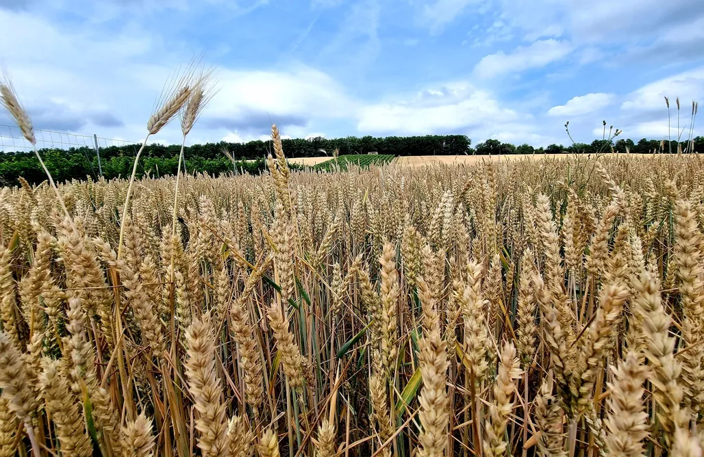 Pole Namiotowe Wisła Miejsce kamperowe - Winnica Złota Wieś 3