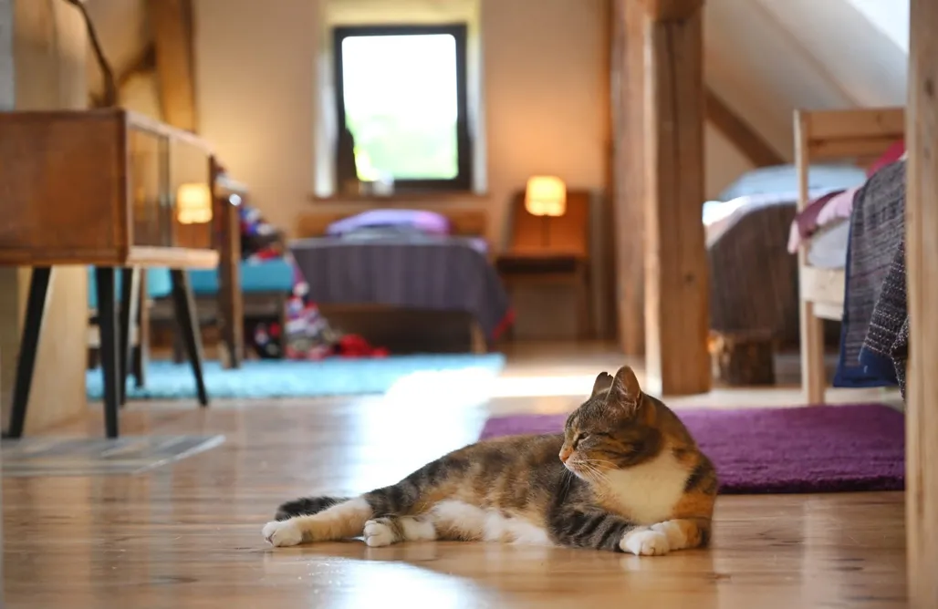 AlohaCamp Dom Rzeźbiarza na wyłączność  4