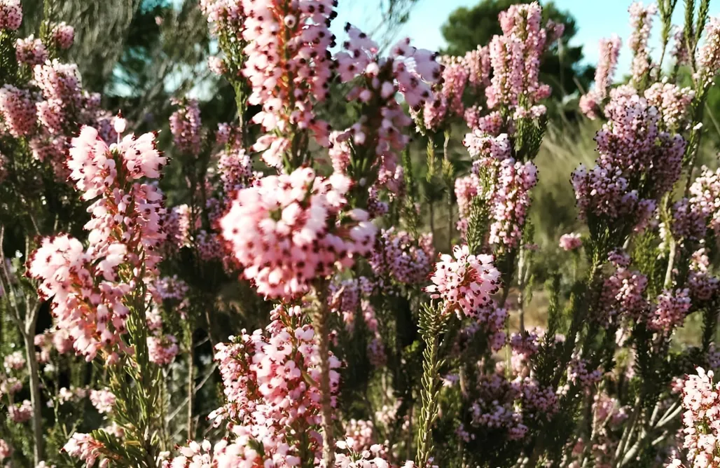 AlohaCamp Tipi pequeño 1