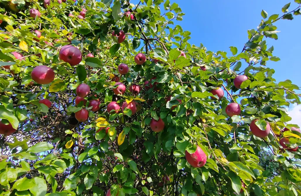 noclegi AlohaCamp Domek Sadkowo wśród jabłoni 1