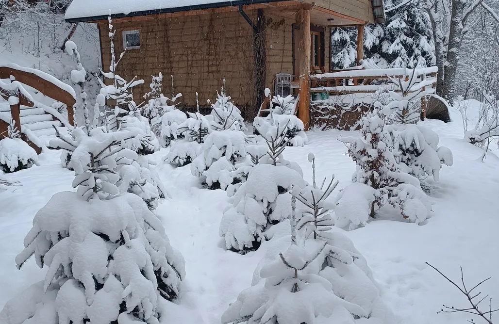 AlohaCamp Domki Lupus i Ursa 1