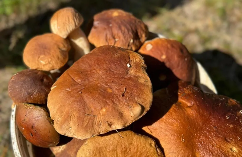 noclegi AlohaCamp Ranczo Kuflandia Średnia Huta 1