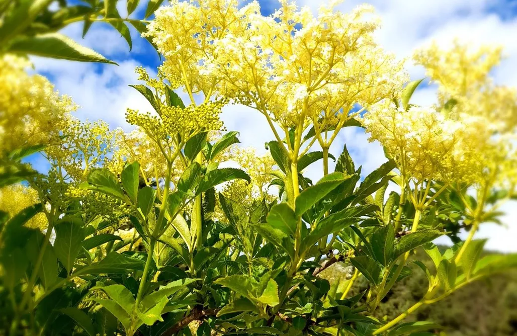 Unterkunft AlohaCamp Wellness and Wilderness - Blueberry Bell Tent 1