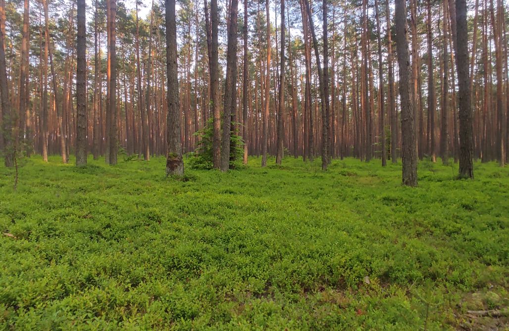 AlohaCamp Domek numer 1 1