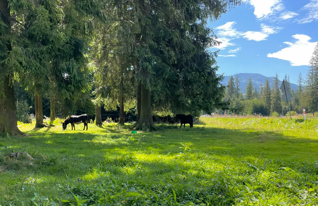 noclegi AlohaCamp Viking Shelter Zakopane - Apartamenty z Jacuzzi 5