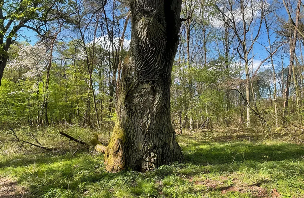 Skorzęcin Domki Siedlisko Mokra - Leśniczówka pod Jaworem 1