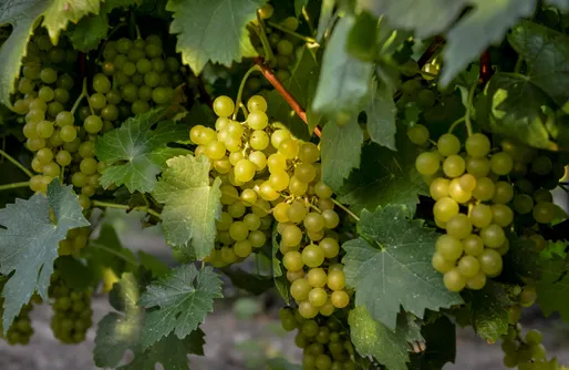 Zdjęcie obiektu Miejsce kamperowe - Winnica Sienkiewicz